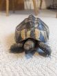 Hermanns : Female approx 14 years old (Alphonsa)